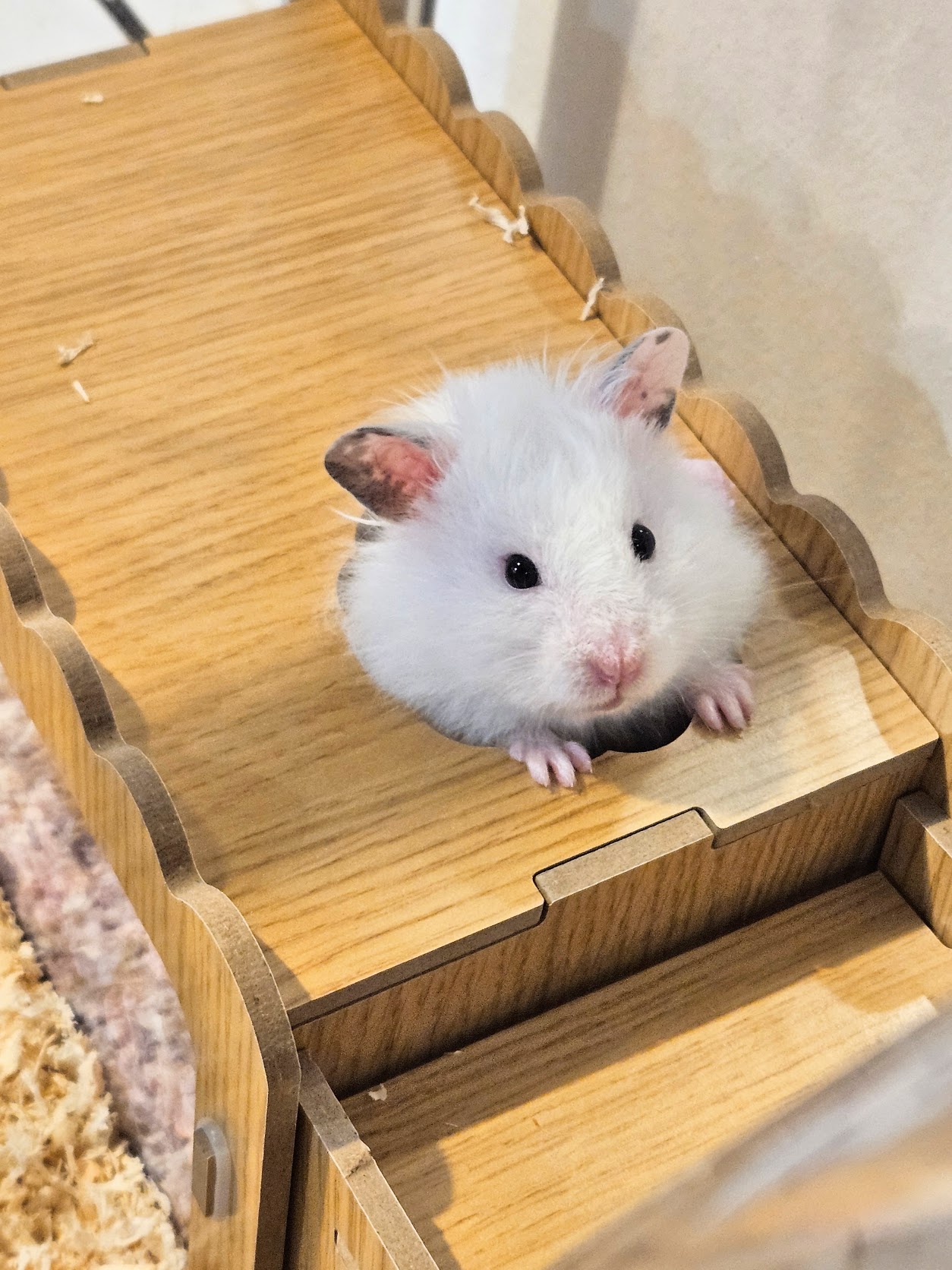 Mr. Tofu Ciabatta emerging from a wooden platform