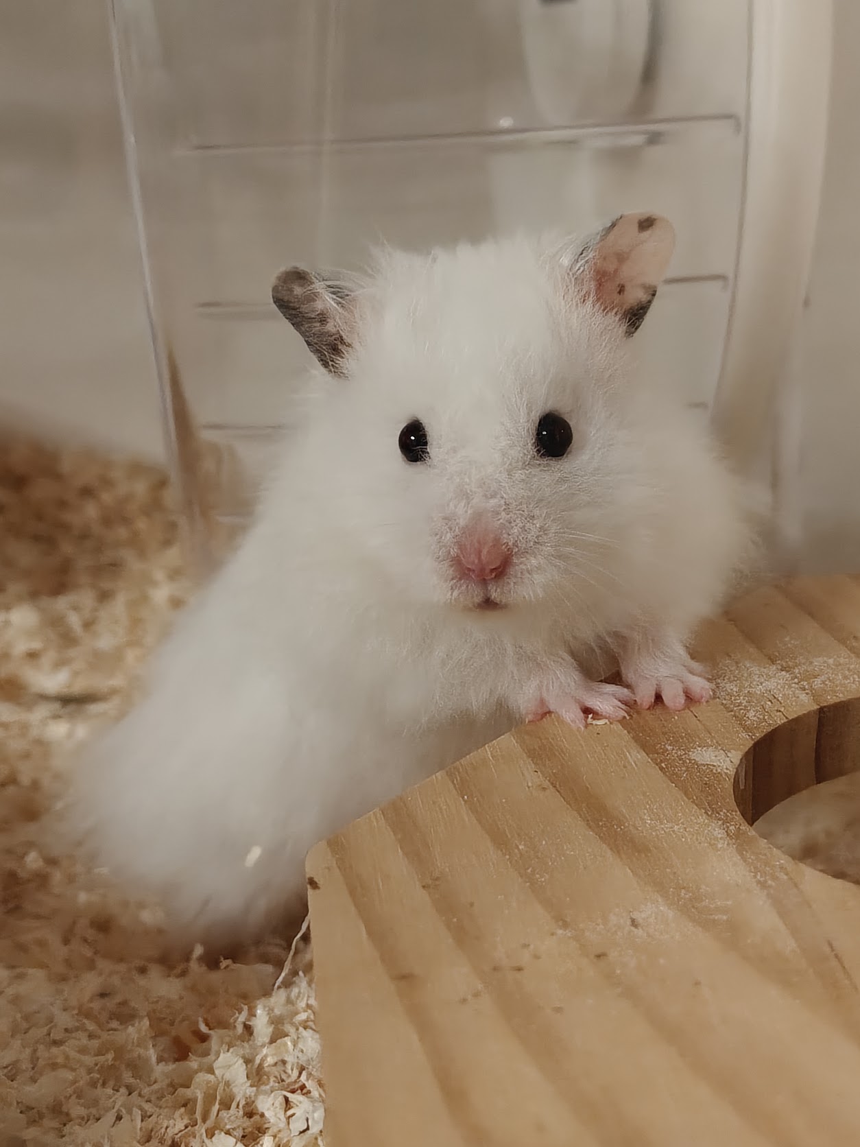 Portrait of Mr. Tofu Ciabatta