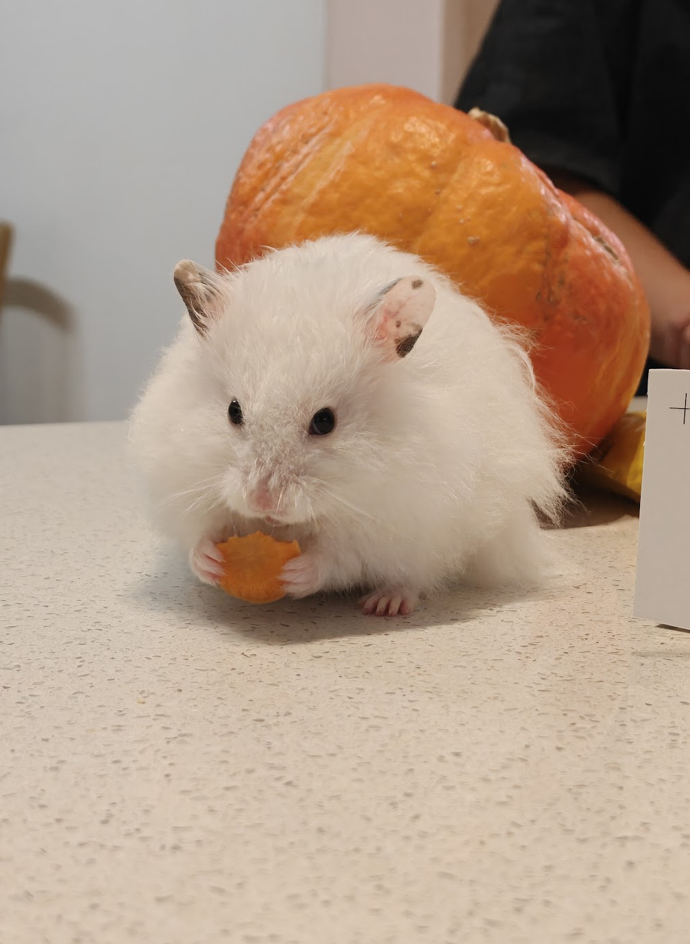Mr. Tofu Ciabatta with a pumpkin