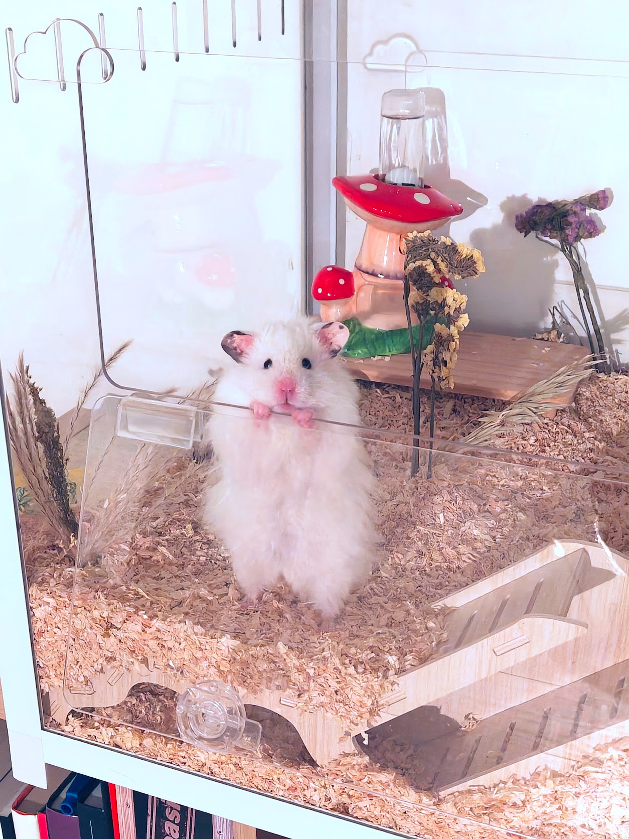 Mr. Tofu Ciabatta standing in his enclosure